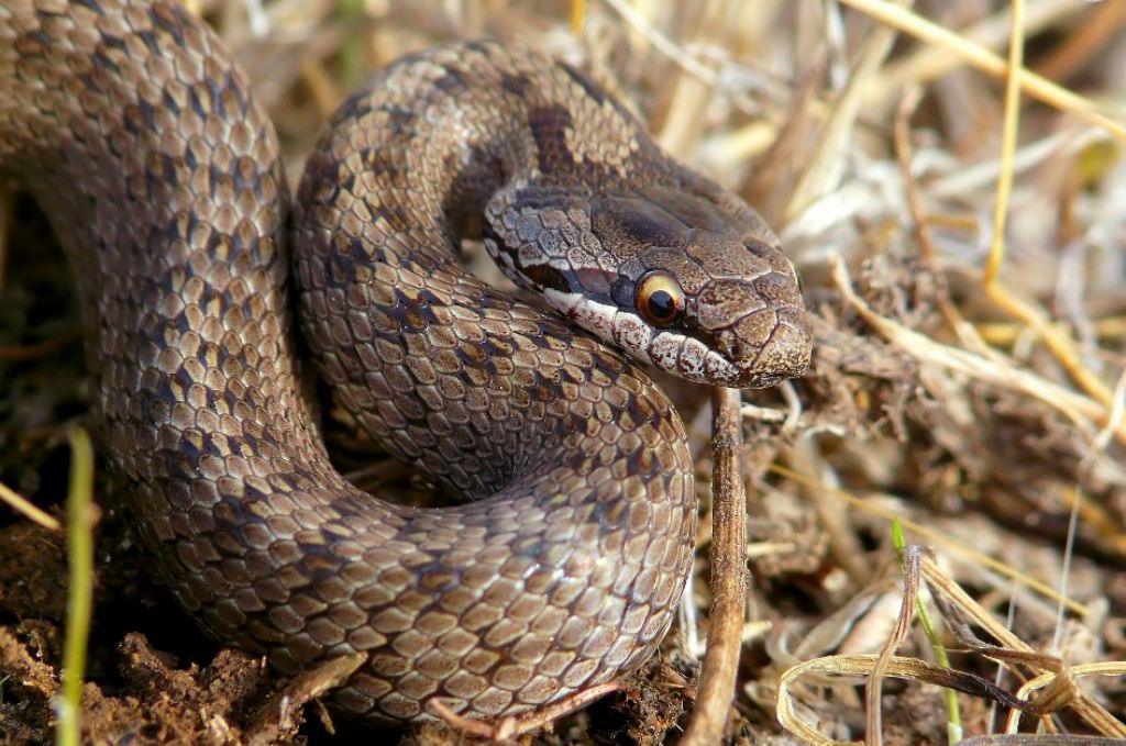 Coronella austriaca del Gargano